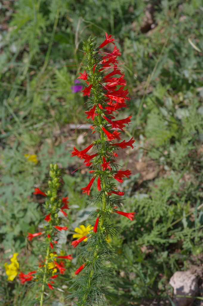 Standing-cypress (Ipomopsis rubra)