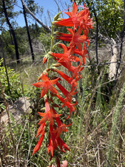 Standing-cypress (Ipomopsis rubra)