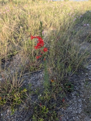 Standing-cypress (Ipomopsis rubra)