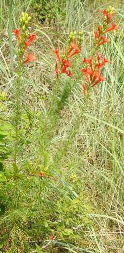Standing-cypress (Ipomopsis rubra)