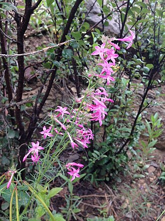 Holy Ghost ipomopsis: This is a photo of the holy ghost ipomopsis that lives in only one canyon on the Santa Fe National Forest in New Mexico.