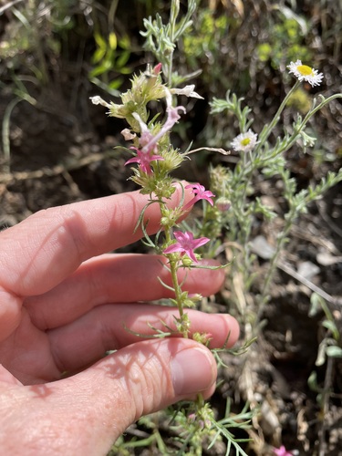 Holy Ghost ipomopsis (Ipomopsis sancti-spiritus)