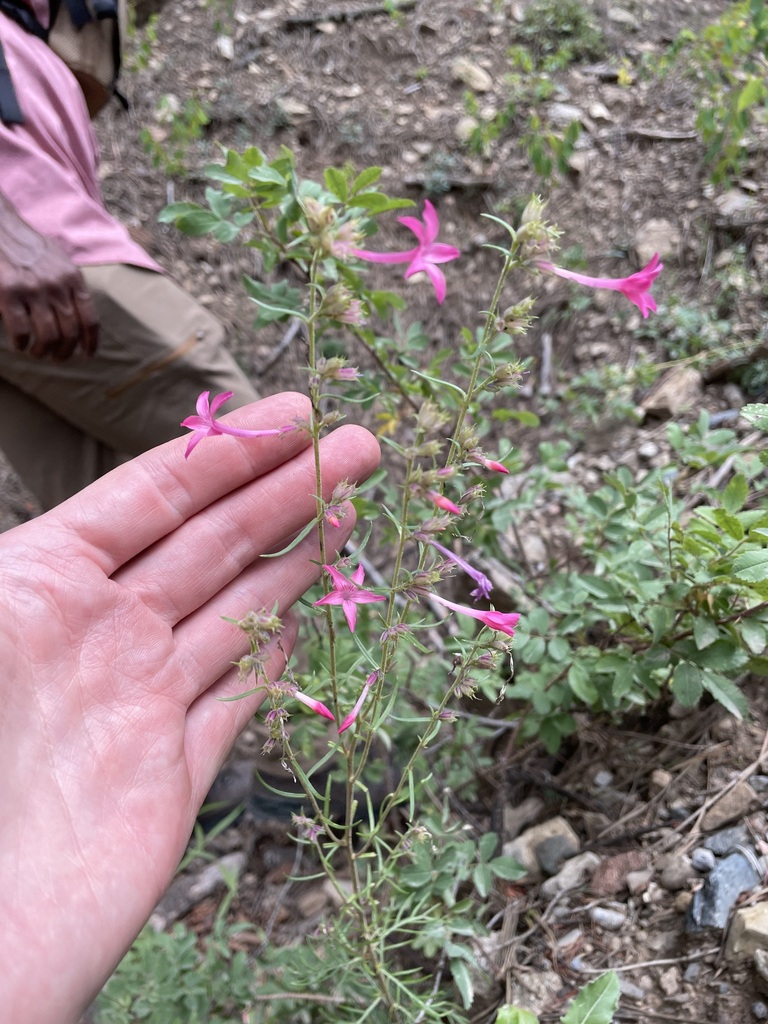Holy Ghost ipomopsis (Ipomopsis sancti-spiritus)