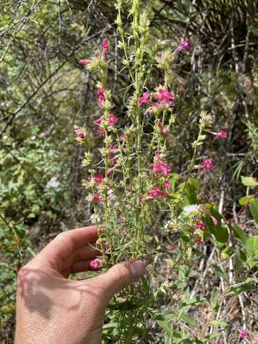 Holy Ghost ipomopsis (Ipomopsis sancti-spiritus)
