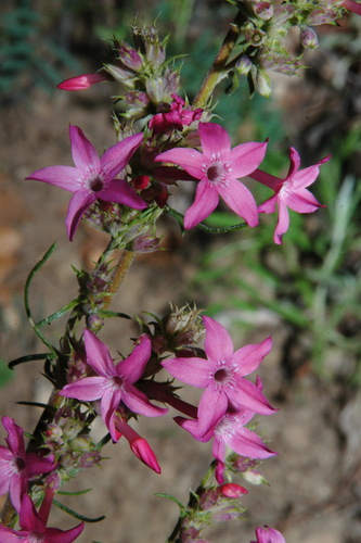 Holy Ghost ipomopsis (Ipomopsis sancti-spiritus)