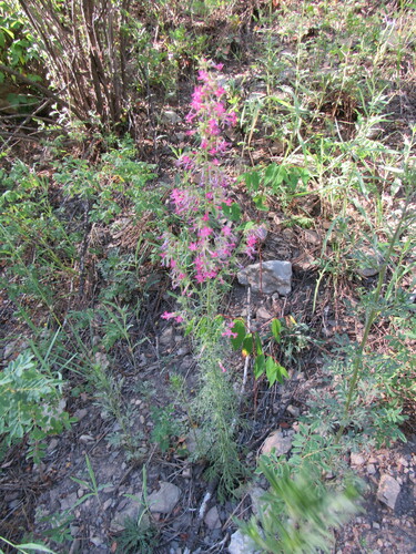 Holy Ghost ipomopsis (Ipomopsis sancti-spiritus)