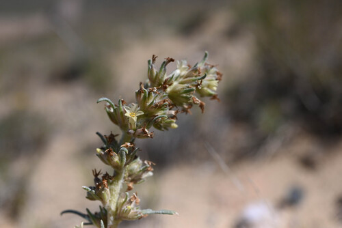Spiked ipomopsis (Ipomopsis spicata)
