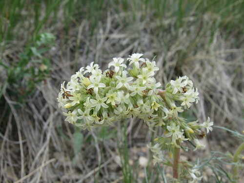 Spiked ipomopsis (Ipomopsis spicata)