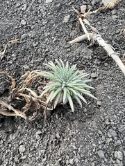 Spiked ipomopsis (Ipomopsis spicata)