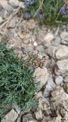 Spiked ipomopsis (Ipomopsis spicata)