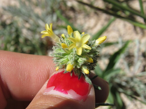 Spiked ipomopsis (Ipomopsis spicata)