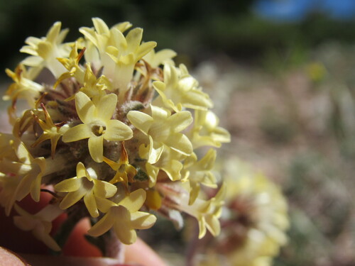 Spiked ipomopsis (Ipomopsis spicata)