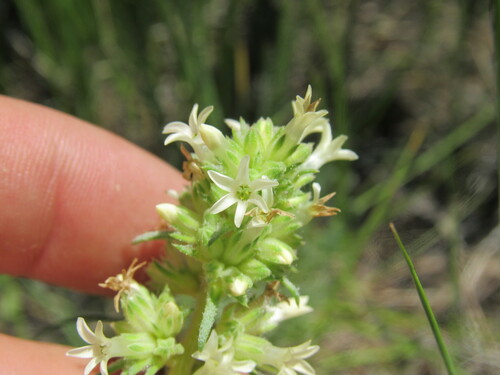 Spiked ipomopsis (Ipomopsis spicata)