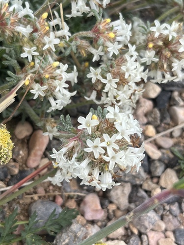 Spiked ipomopsis (Ipomopsis spicata)