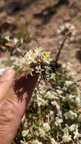 Spiked ipomopsis (Ipomopsis spicata)