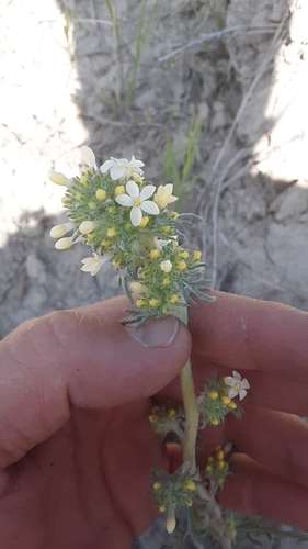 Spiked ipomopsis (Ipomopsis spicata)