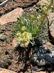 Spiked ipomopsis (Ipomopsis spicata)