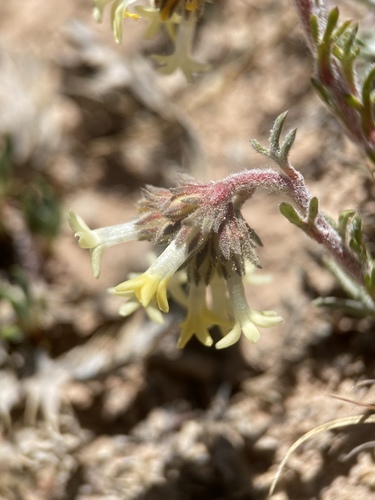 Spiked ipomopsis (Ipomopsis spicata)