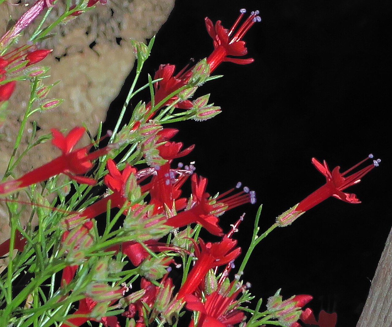 Slender-leaf skyrocket: Ipomopsis tenuifolia—Slenderleaf skyrocket. The species is included in the CNPS Inventory of Rare and Endangered Plants on list 2B.3 (rare, threatened, or endan