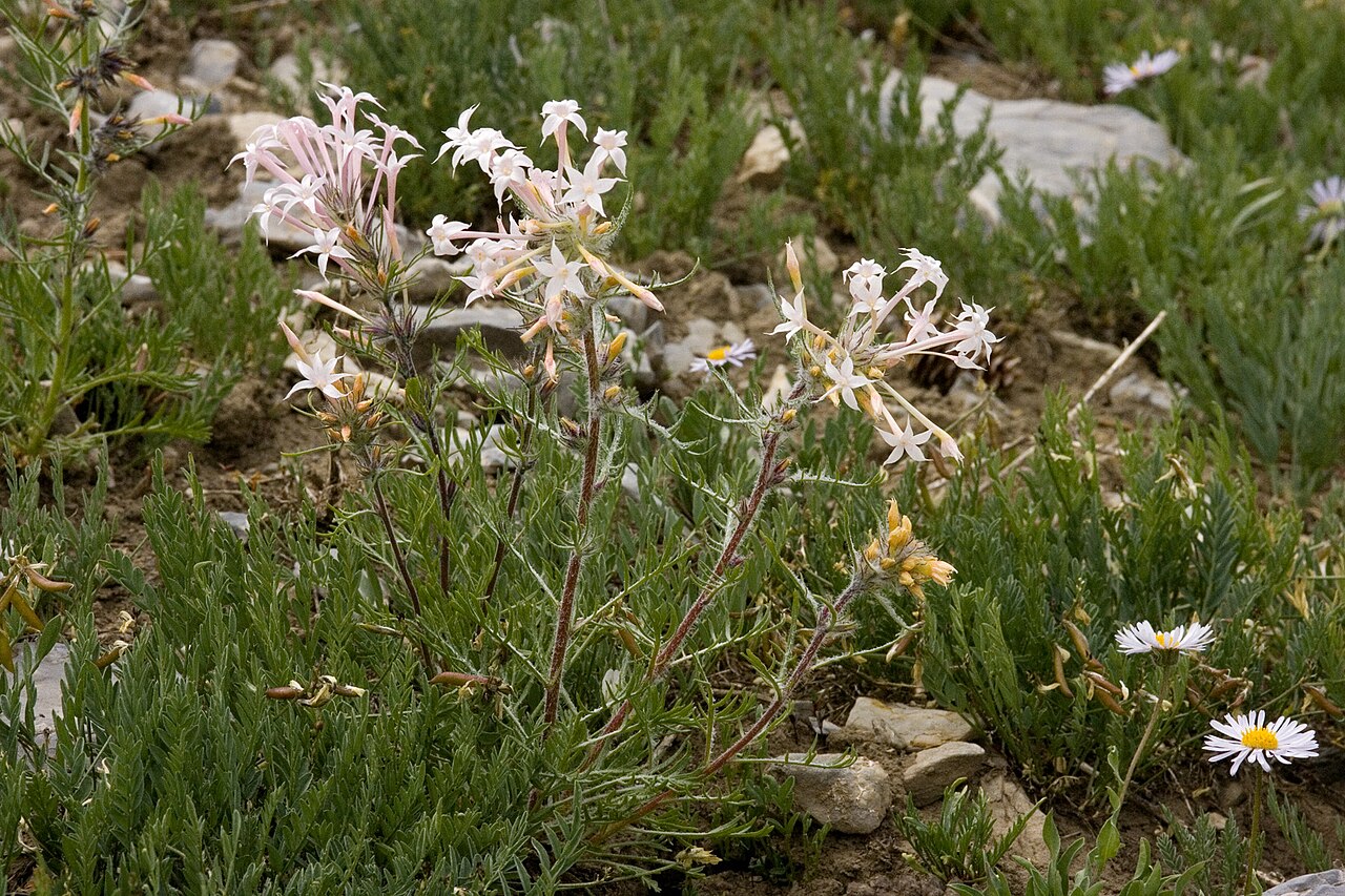 Slendertube skyrocket: Ipomopsis tenuituba near Sunset Divide, Wasatch Range, 30 Jul 2009.