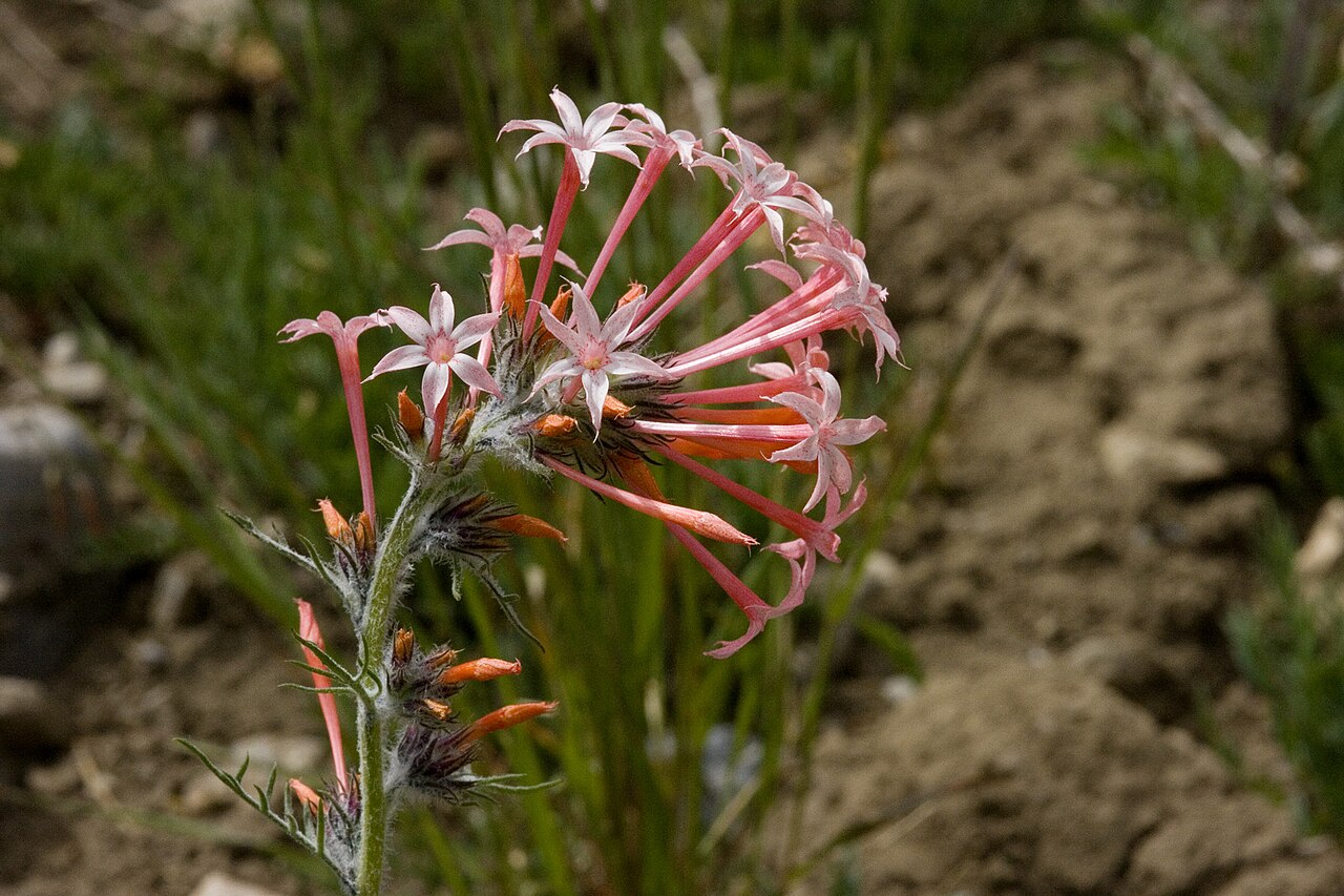 Slendertube skyrocket: Ipomopsis tenuituba near Sunset Divide, Wasatch Range, 30 Jul 2009.