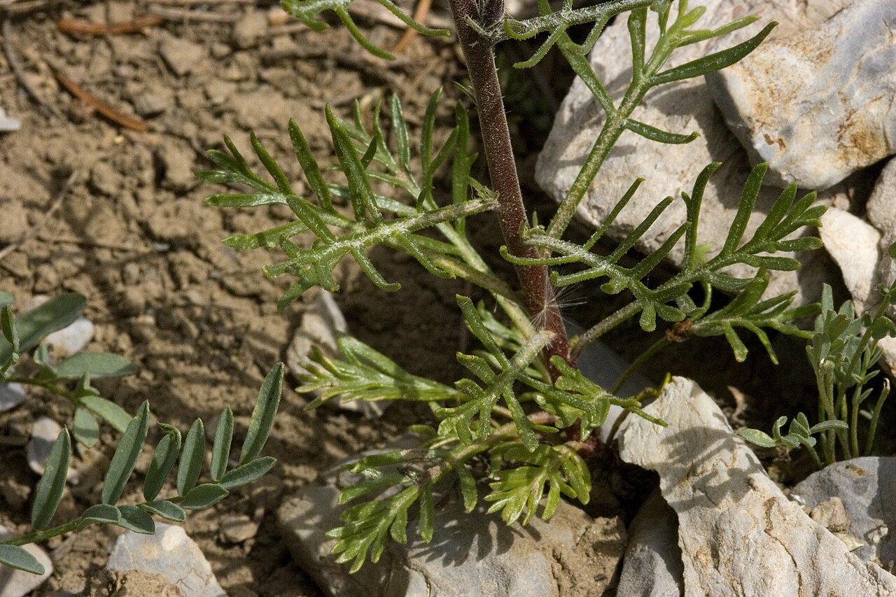 Slendertube skyrocket: Ipomopsis tenuituba near Sunset Divide, Wasatch Range, 30 Jul 2009.