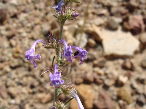El Paso skyrocket (Ipomopsis thurberi)