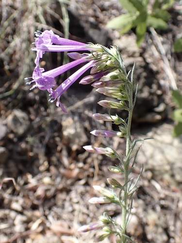 El Paso skyrocket (Ipomopsis thurberi)