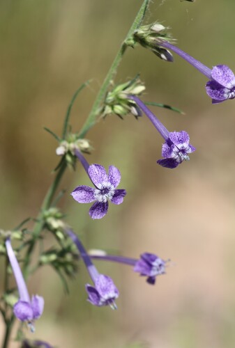 El Paso skyrocket (Ipomopsis thurberi)
