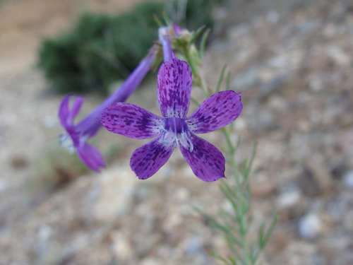 El Paso skyrocket (Ipomopsis thurberi)