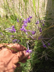 El Paso skyrocket (Ipomopsis thurberi)