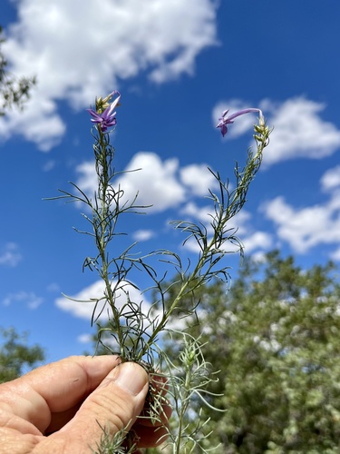 El Paso skyrocket (Ipomopsis thurberi)