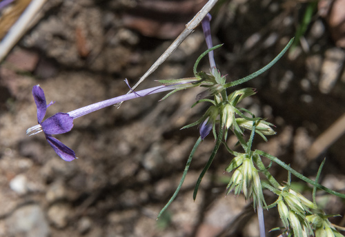 El Paso skyrocket (Ipomopsis thurberi)