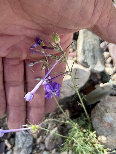 El Paso skyrocket (Ipomopsis thurberi)