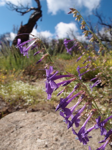 El Paso skyrocket (Ipomopsis thurberi)