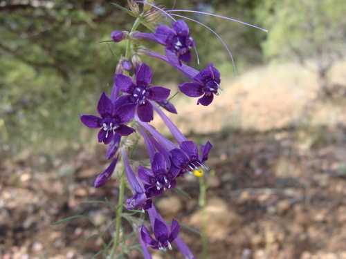 El Paso skyrocket (Ipomopsis thurberi)