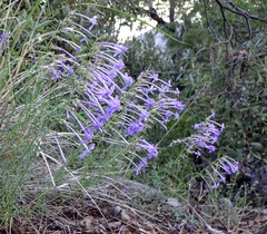 El Paso skyrocket (Ipomopsis thurberi)