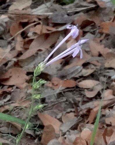 El Paso skyrocket (Ipomopsis thurberi)