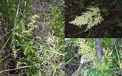 Juba's bush: Iresine diffusa var. diffusa. Amaranthaceae Foto tomada en el bosque ribereño al margen del Río Negro en Palmar, departamento de Soriano y al margen del Arroyo 