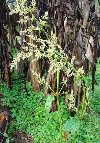 Juba's bush: A very successful weed of Asian? origin, widespread in the neotropics. Photo from northern Nicaragua. In context at www.dixpix.ca/meso_america/Flora/caryophyll/