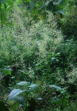 Juba's bush: Iresine_diffusa , Fuchsschwanzgewächse (Amaranthaceae) – Kolumbien/Colombia: Dpto. Huila, Estrecho del Magdalena, ca. 5,5 km NW San Agustín, ca. 1480 m