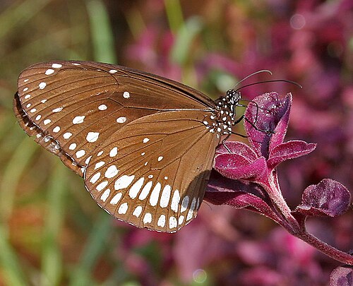 Herbst's bloodleaf: Common Indian Crow Euploea core in Hyderabad , India .