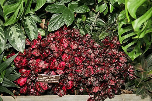 Herbst's bloodleaf: Beefsteak Plant (Iresine herbstii) Amaranth Family