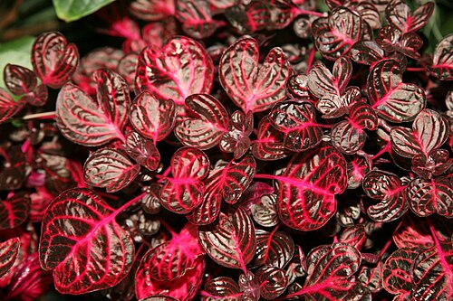 Herbst's bloodleaf: Beefsteak Plant (Iresine herbstii) Amaranth Family