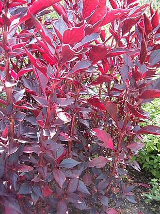 Linden's bloodleaf (Iresine lindenii)