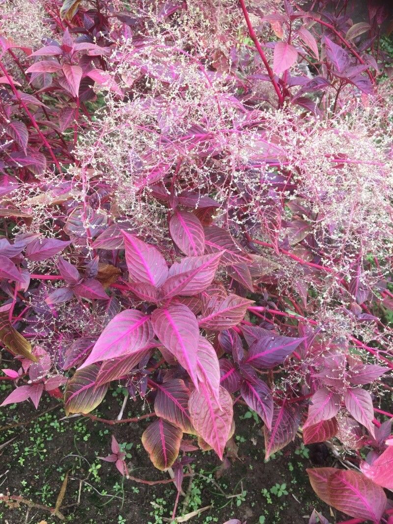 Iresine macbridei (Iresine macbridei)