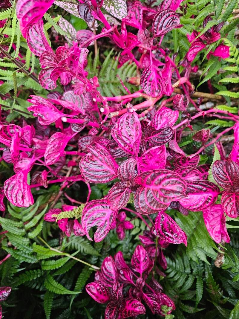 Iresine macbridei (Iresine macbridei)