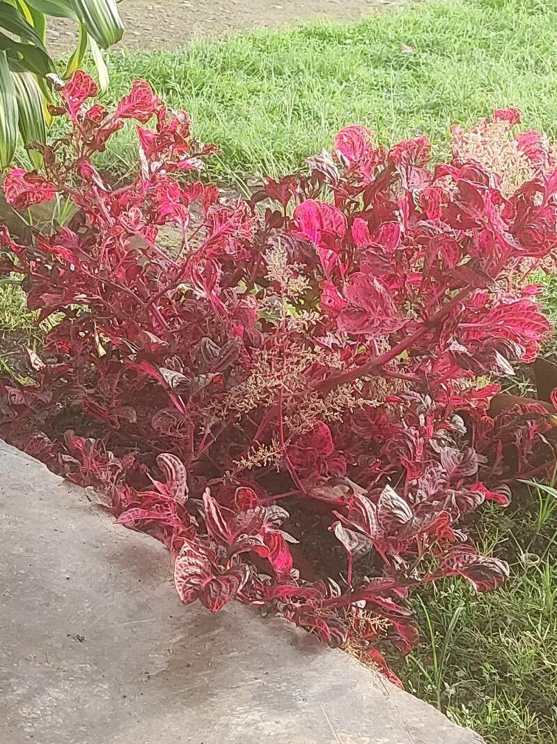 Iresine macbridei (Iresine macbridei)