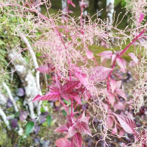 Iresine macbridei (Iresine macbridei)