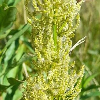 Iresine macbridei (Iresine macbridei)